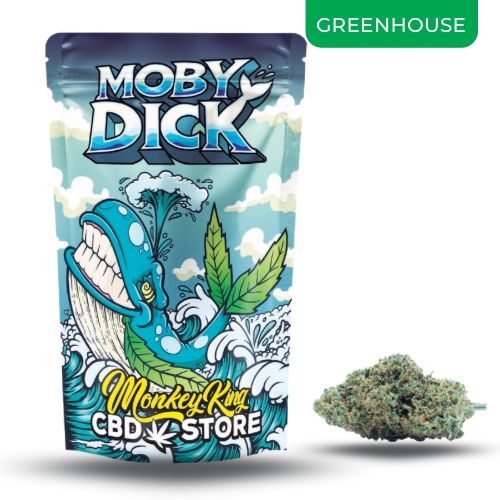 FLOR AROMATICA MOBY DICK DE MONKEY KING