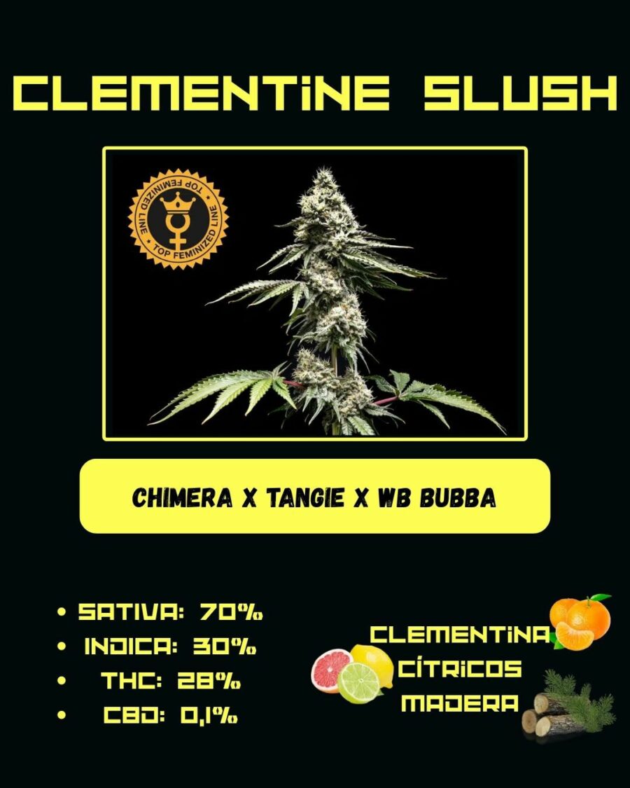 WORLD BREEDERS BUBBA LINE CLEMENTINE SLUSH