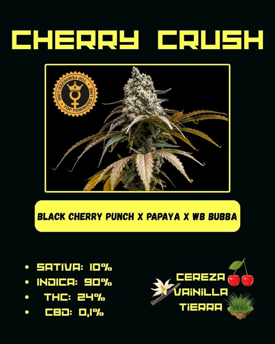 WORLD BREEDERS BUBBA LINE CHERRY CRUSH